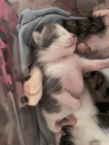 a person is holding two small kittens in their hands