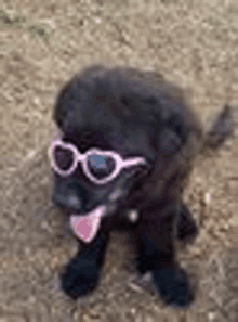 a black puppy wearing sunglasses is sitting on the ground .