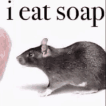 a mouse is sitting next to a pink heart and says `` i eat soap '' .