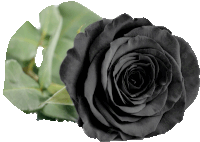 a black rose with a green leaf behind it