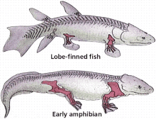 Fish Lobe Finned Fish Meme