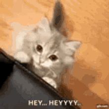 a kitten is peeking out of a purse and saying `` hey hey yy '' .