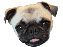 a pug dog sticking its tongue out and looking at the camera