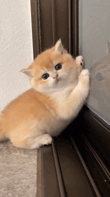 a kitten is sitting on a window sill looking out the window