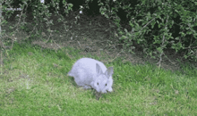 a white rabbit is standing in the grass near a bush and a sign that says lol @ lol.org