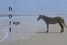 a horse standing on a beach with the words ho rage t written above it
