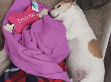 a dog laying on a purple blanket with a toy that says i truv roo