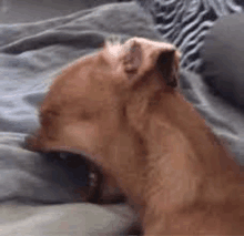 a dog is laying on a bed with its mouth open .