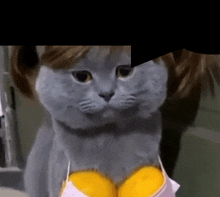 a close up of a cat wearing a bra and wig