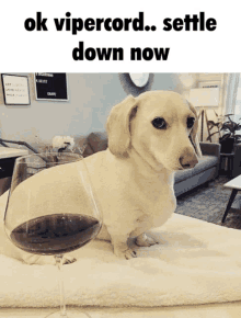 a dachshund sits next to a glass of wine