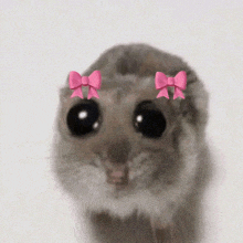 a close up of a hamster wearing pink bows on its eyes