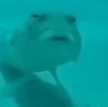 a stingray is swimming in the water and making a face behind a glass .