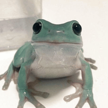 a green and white frog with black eyes is sitting on a white table .