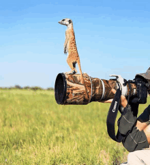 a meerkat standing on top of a canon camera lens