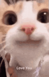 a close up of a cat 's face with the words `` i love you '' written below it .