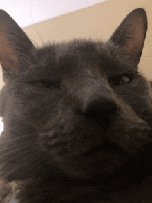 a close up of a cat 's face with a serious look on it 's face