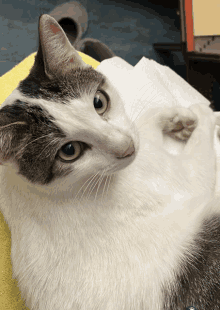 a cat laying on a yellow towel looking at the camera