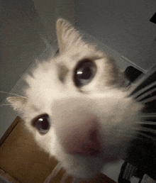 a close up of a white cat 's face looking at the camera