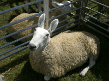 a sheep with bunny ears is laying down in a pen