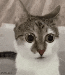 a close up of a cat 's face with big eyes .