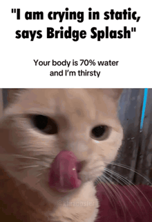 a cat is crying in static says bridge splash