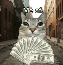 a cat is holding a fan of 100 dollar bills and says me af