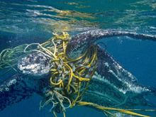 a sea turtle is entangled in a yellow rope in the ocean