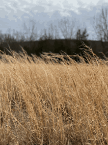 a field of tall dry grass with trees in the background