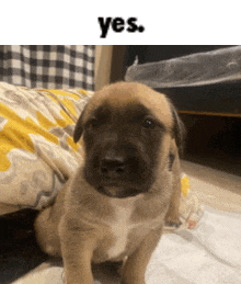 a brown puppy is sitting on a bed with a yes sign above it .