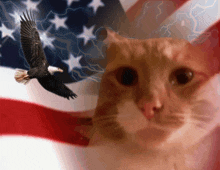 a cat is looking at an eagle flying over an american flag