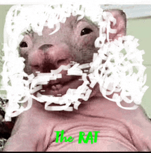 a picture of a rat with the word the rat written on it