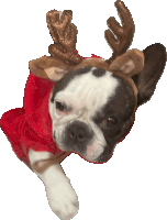 a small dog wearing a reindeer headband and ears