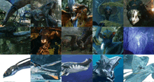 a collage of images of various animals including a shark