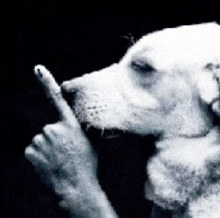 a black and white photo of a dog pointing at something