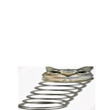 a cat is sticking its head out of a coil of springs .
