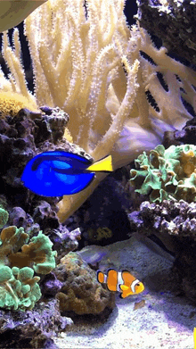 a blue fish with a yellow tail is swimming in a coral reef