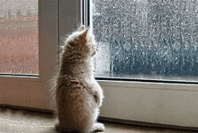 a kitten is standing on its hind legs and looking out of a window .