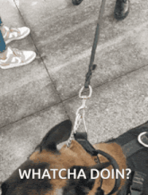 a dog on a leash with the words whatcha doin written below it