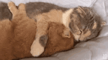 two cats are sleeping on a bed together .