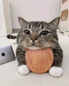 a cat is holding an apple in its paws