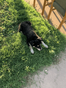 a black and white dog is laying in the grass near a chair