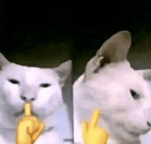 a white cat is eating a banana and making a middle finger gesture .