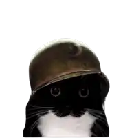 a black and white cat is wearing a hat