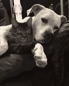 a black and white photo of a dog and a cat laying next to each other on a couch .