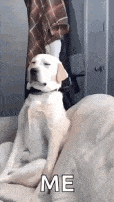 a dog is sitting on a couch with its eyes closed and the words `` me '' written on it .
