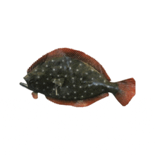 a fish with a red tail and white spots