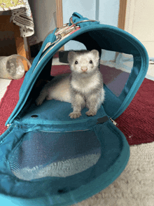 a ferret is sitting in a blue carrier on a rug