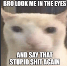 a cat with a caption that says `` bro look me in the eyes and say that stupid shit again ''