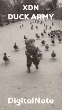 a young boy is walking through a field of ducks .