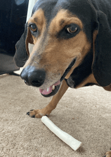 a brown and black dog chewing on a bone on the floor